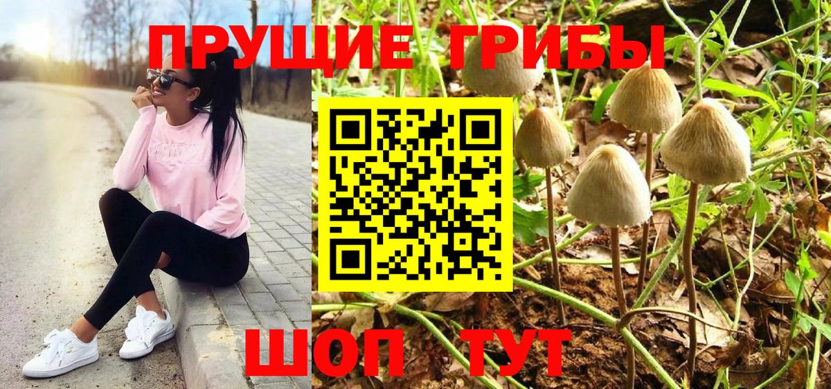 Псилоцибиновые грибы Psilocybine cubensis Апшеронск